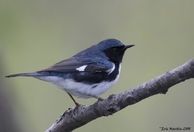 Paruline bleue / Black-throated Blue Warbler