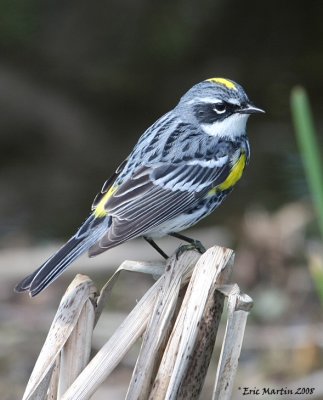 Paruline  croupion jaune / Yellow-rumped Warbler