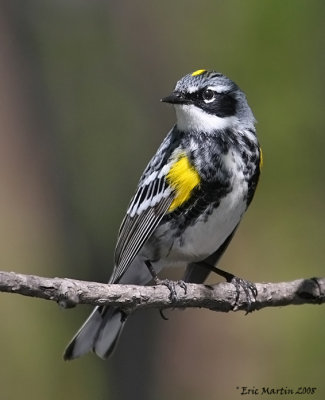 Paruline  croupion jaune / Yellow-rumped Warbler 0161