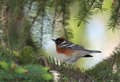 Paruline  poitrine baie / Bay-breasted Warbler