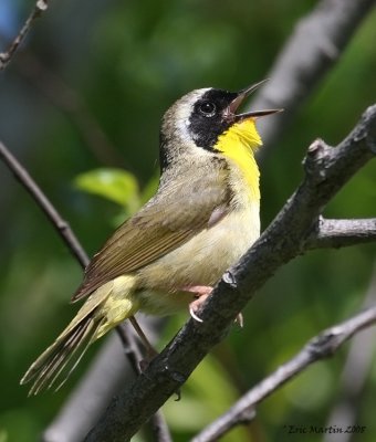  Paruline Masque / Common Yellowthroat 0461