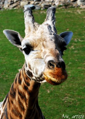 Girafe Curieuse.jpg