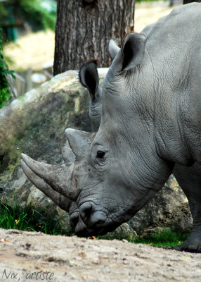 RhinoDuo.jpg