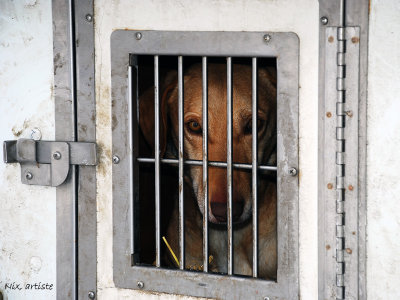 Course de Chiens l Attente.jpg