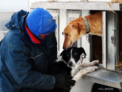 Couche de Chiens Attentions.jpg