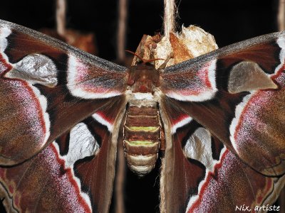 Papillon THe papillon