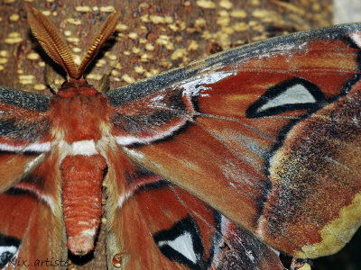 Papillon Couleur Terre