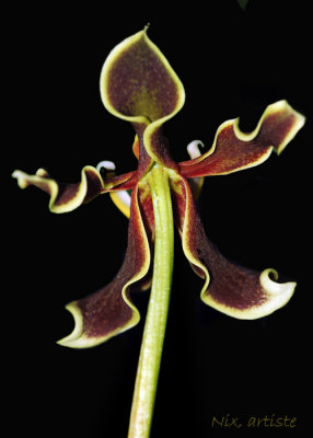 Orchidees Fantome