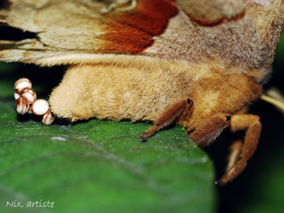 Papillon Ponte