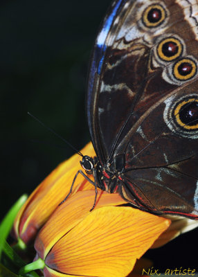 Papillon Fleur Jaune