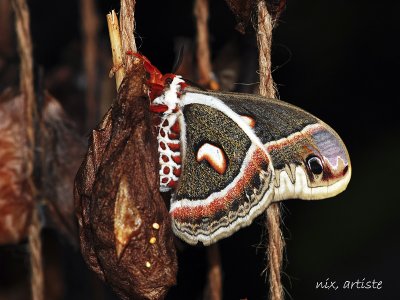 Papillon Cocon