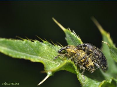 Macro