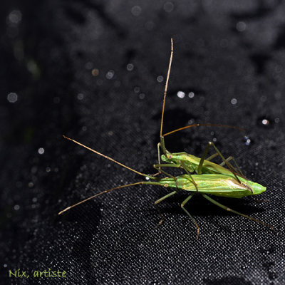 Macro
