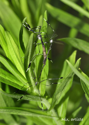 Macro