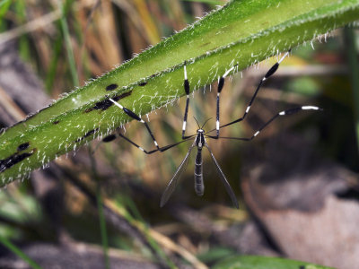 Macro
