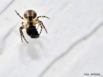 Macro