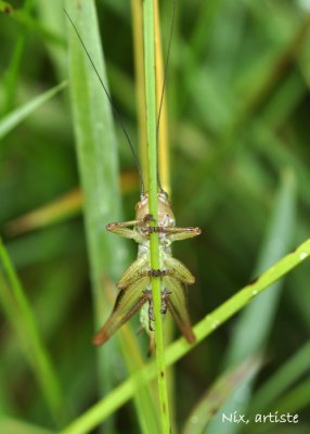 Macro