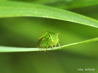 Macro