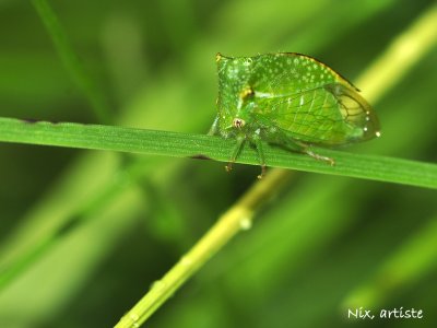 Macro