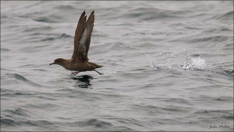 Sooty Shearwater