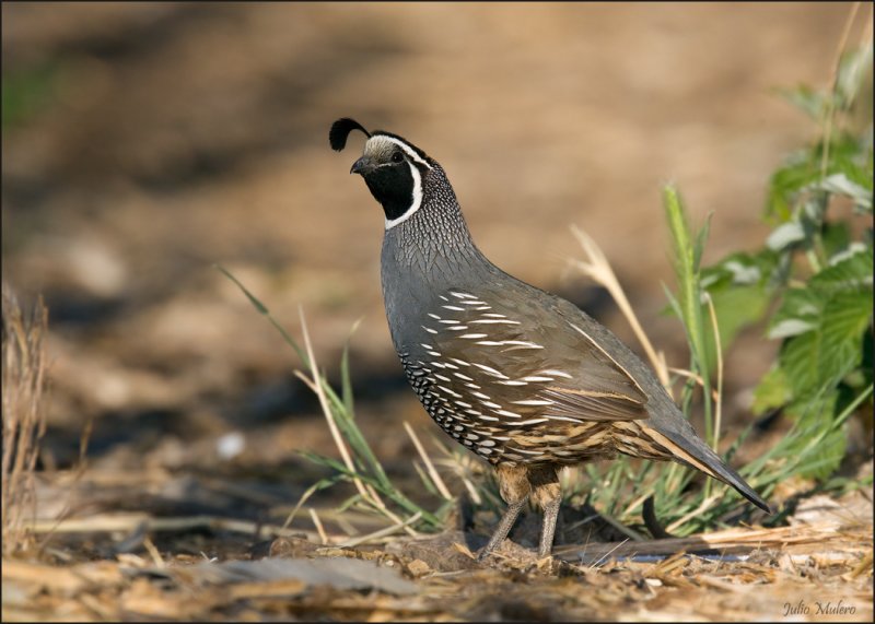 California Quail