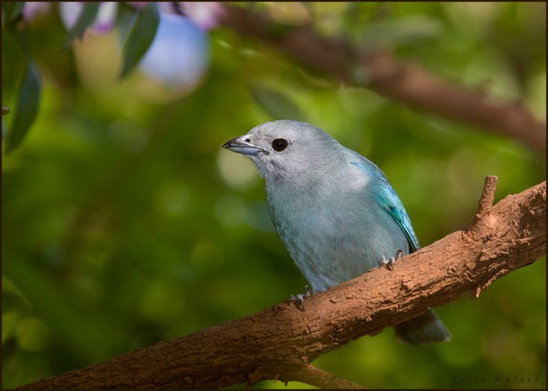 Sayaca Tanager