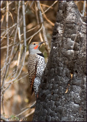 Northern Flicker on the Manzanita Lake trail.