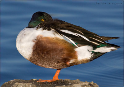 Northern Shoveler