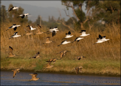 Mixed flock of Avocets and Godwits