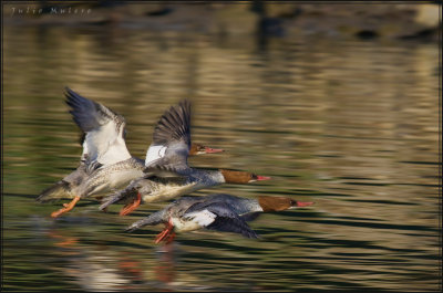 Mergansers in Vasona Lake