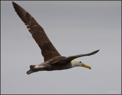 Waved Albatross