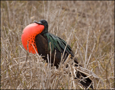 Great Frigatebird