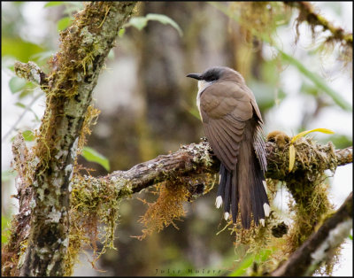Dark-billed Cuckoo