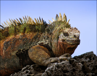 Mammals, reptiles and other critters in the Galapagos