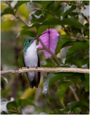 Andean Emerald Hummingbird