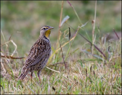 Western Meadowlark