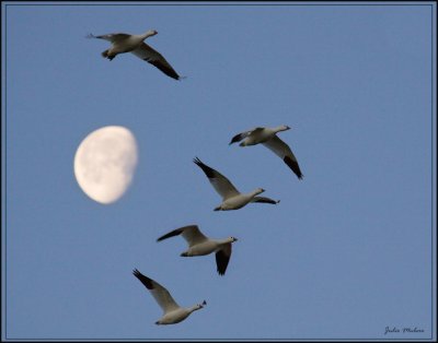Snow Geese