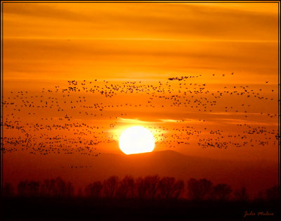 Sunrise at the Merced NWR