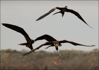 Frigatebirds