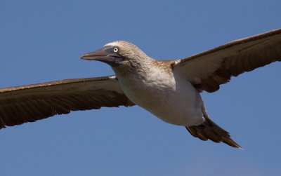 Blue-footed Booby