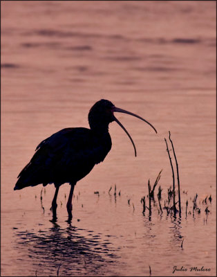 White-face ibis
