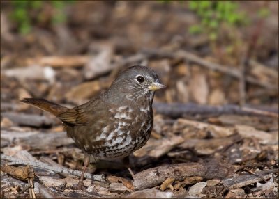 Fox sparrow