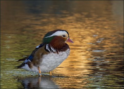 Mandarin Duck 2