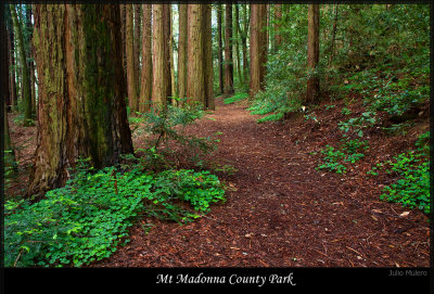 Camping at Mount Madonna County Park, Watsonville