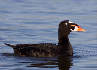 Surf Scoter