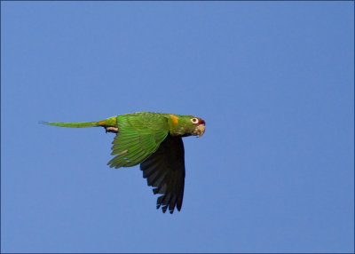 Wild Mitred Parakeet in Sunnyvale