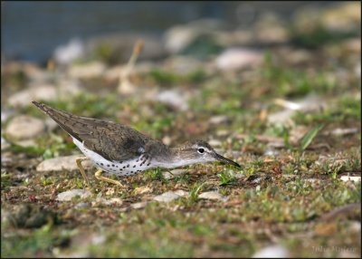 Spotted Sandpiper