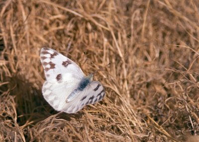 Common White Butterfly