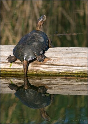 Northern Pacific Pond Turtle
