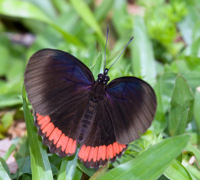 Crimson-banded Black Butterfly